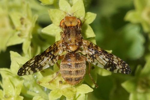 Oxyna sp.